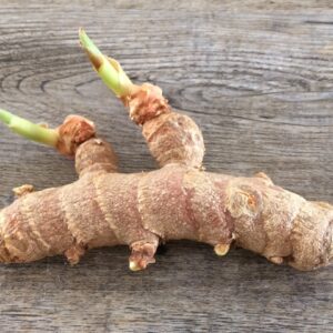 SPROUT TUMERIC