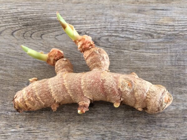 SPROUT TUMERIC