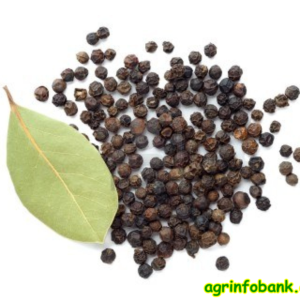 SPROUT BLACK PEPPER