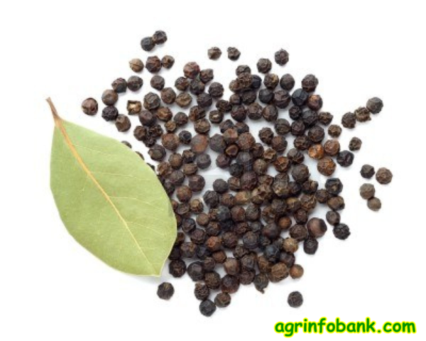 SPROUT BLACK PEPPER